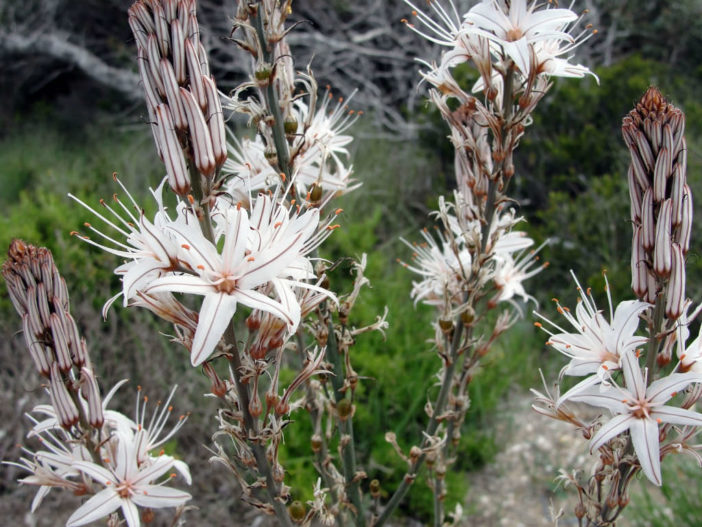 Asphodelus aestivus - Summer Asphodel