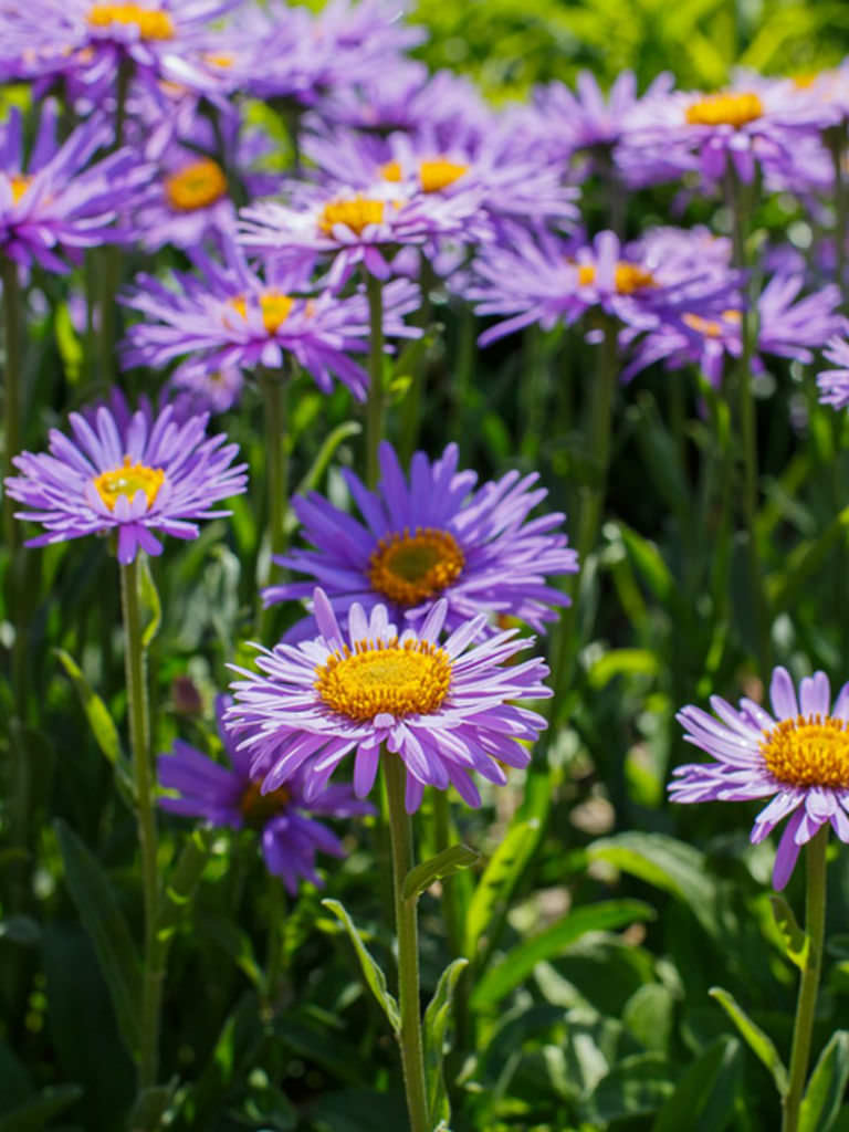  Aster  alpinus  Alpine Aster  World of Flowering Plants