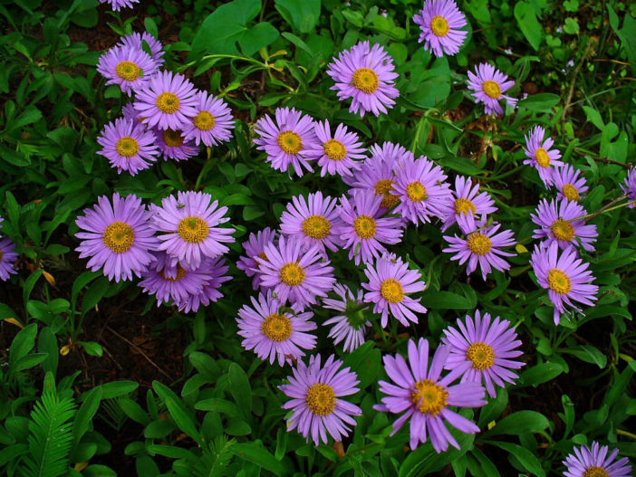 Aster alpinus - Alpine Aster