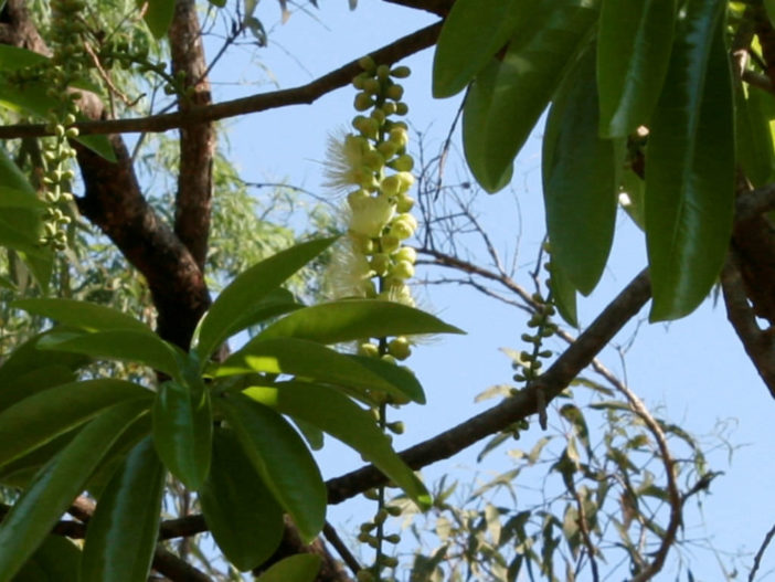 Barringtonia calyptrata - Mango Pine