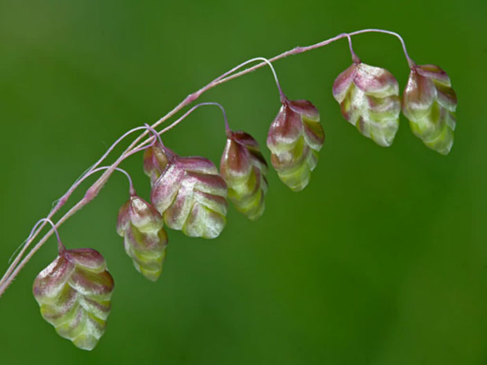 Briza media - Common Quaking Grass