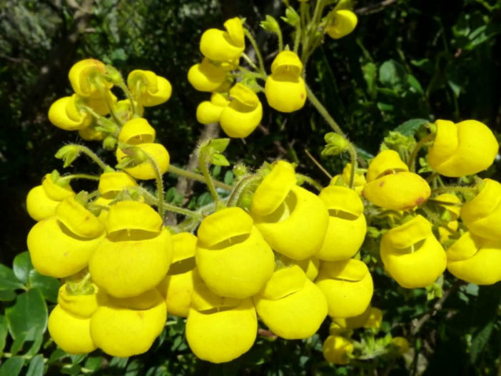 Calceolaria crenata