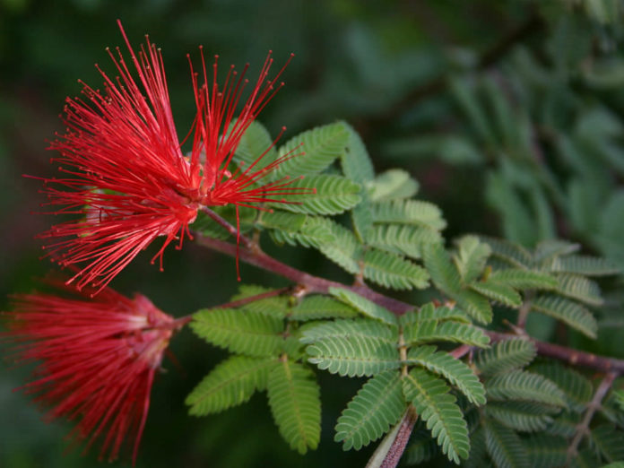 Calliandra californica (Baja Fairy Duster) World of Flowering Plants