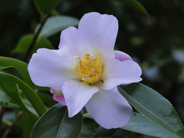 Camellia saluenensis