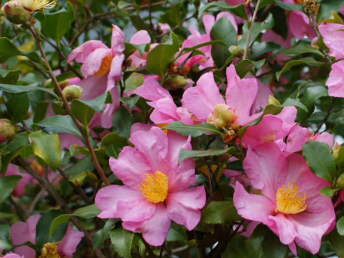 Camellia sasanqua (Sasanqua Camellia) - World of Flowering Plants