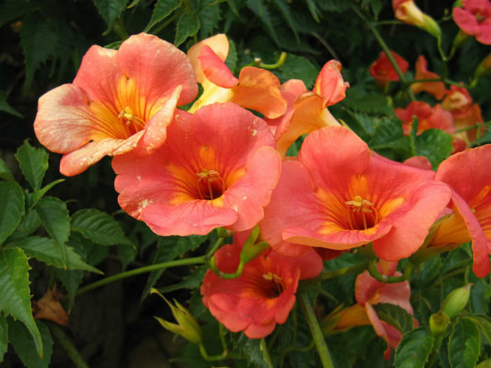 Campsis grandiflora - Chinese Trumpet Creeper