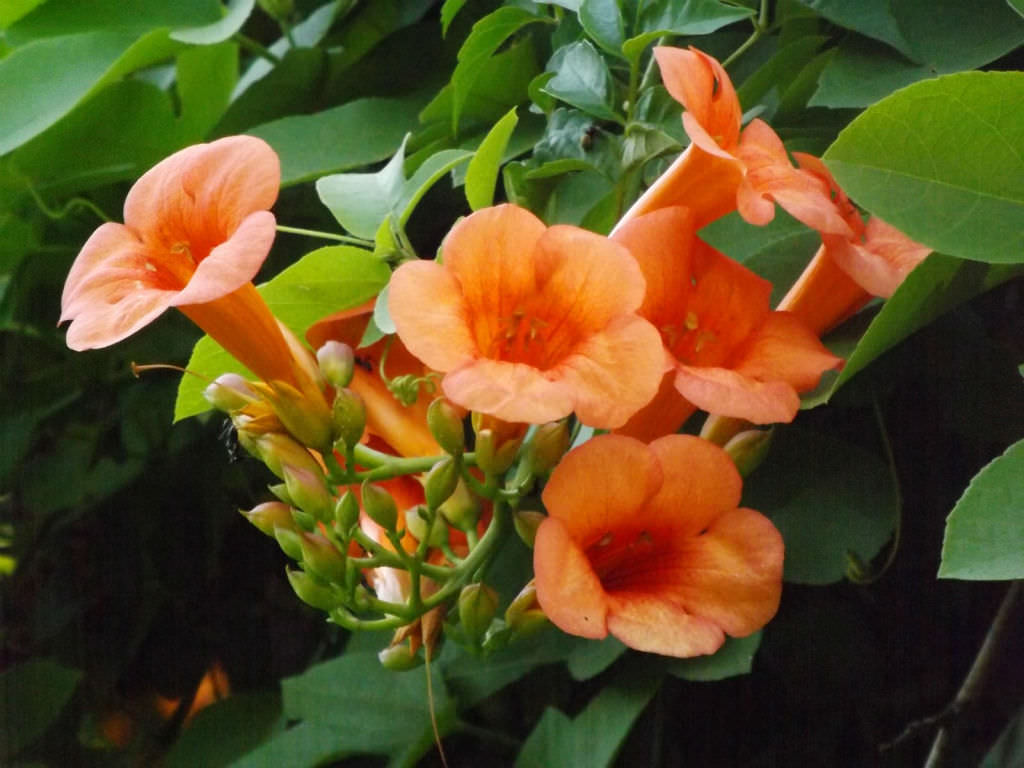 trumpet campsis chinese grandiflora creeper via floraofbangladesh flowering