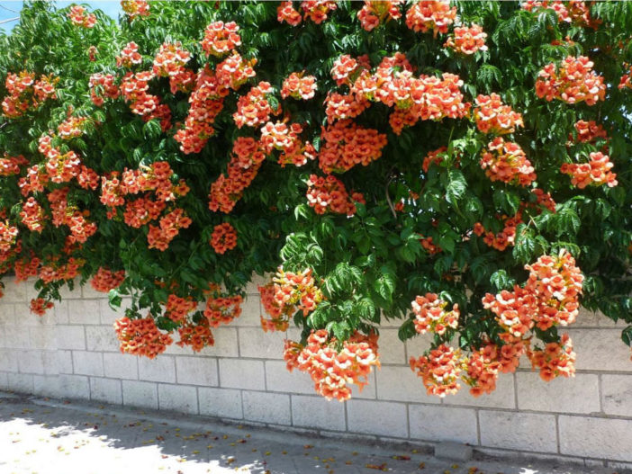 Campsis radicans - Trumpet Vine