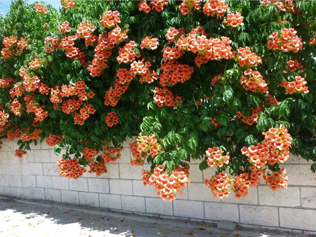 File:Campsis radicans (Trumpet creeper).JPG - Wikimedia Commons