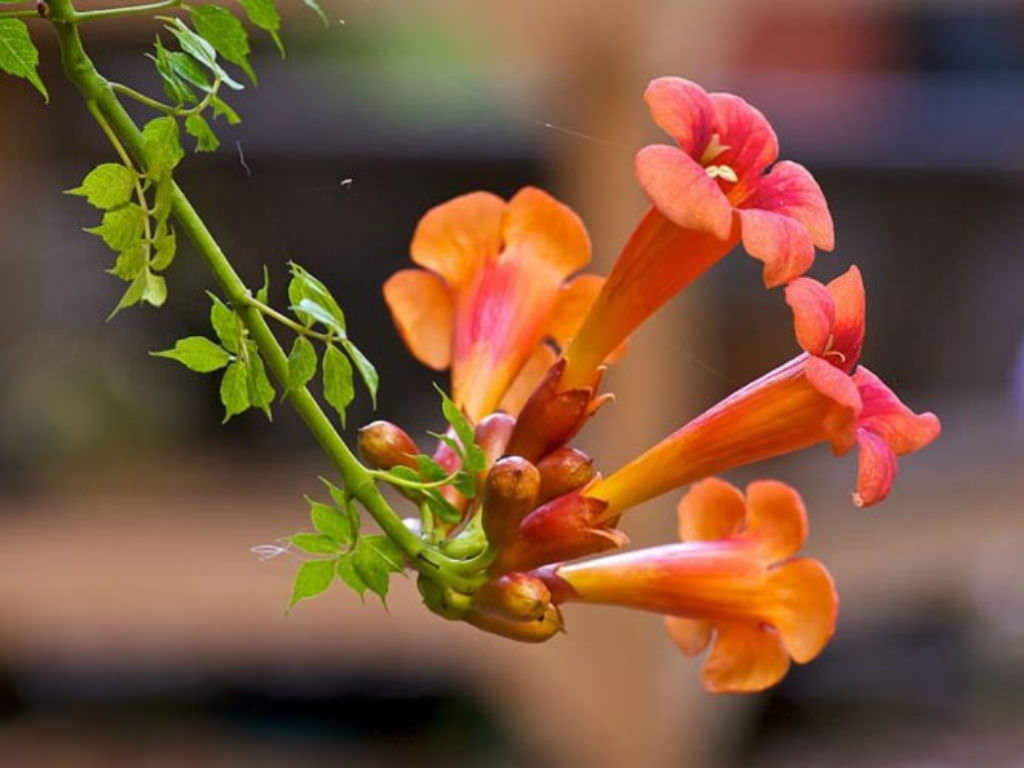 Campsis radicans Trumpet Vine  World of Flowering Plants