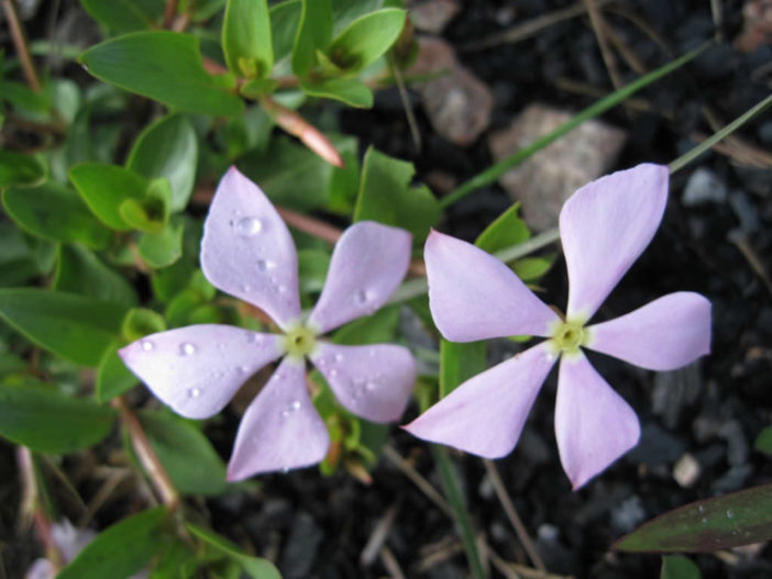 Catharanthus lanceus - Lance-leaf Periwinkle