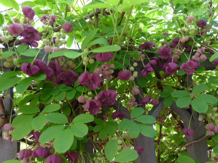 Chocolate Vine (Akebia quinata)