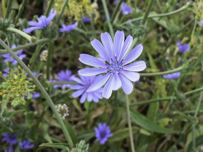 Cichorium pumilum - Dwarf Chicory