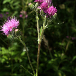 Cirsium monspessulanum (Montpellier Thistle) - World of Flowering Plants