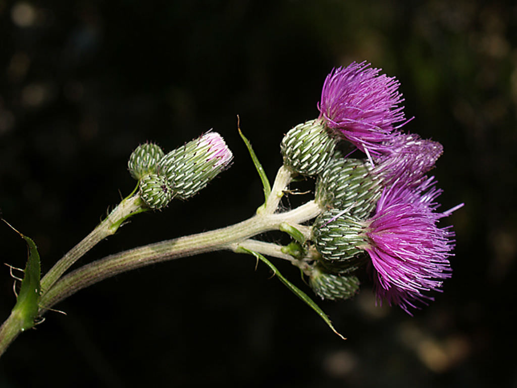 Cirsium monspessulanum (Montpellier Thistle) | World of Flowering Plants