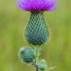 Cirsium vulgare (Spear Thistle) - World of Flowering Plants