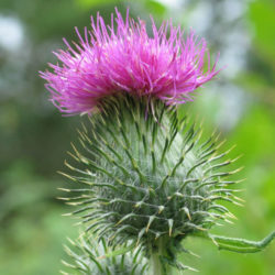 Cirsium vulgare (Spear Thistle) - World of Flowering Plants