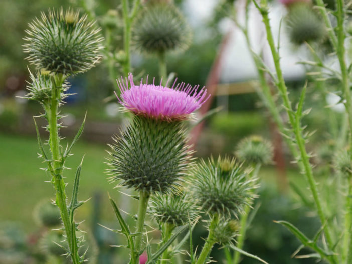 Cirsium vulgare - Spear Thistle