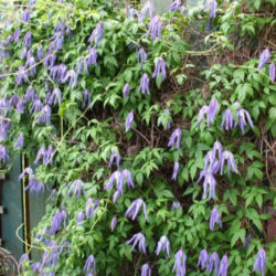 Clematis alpina - Alpine Clematis