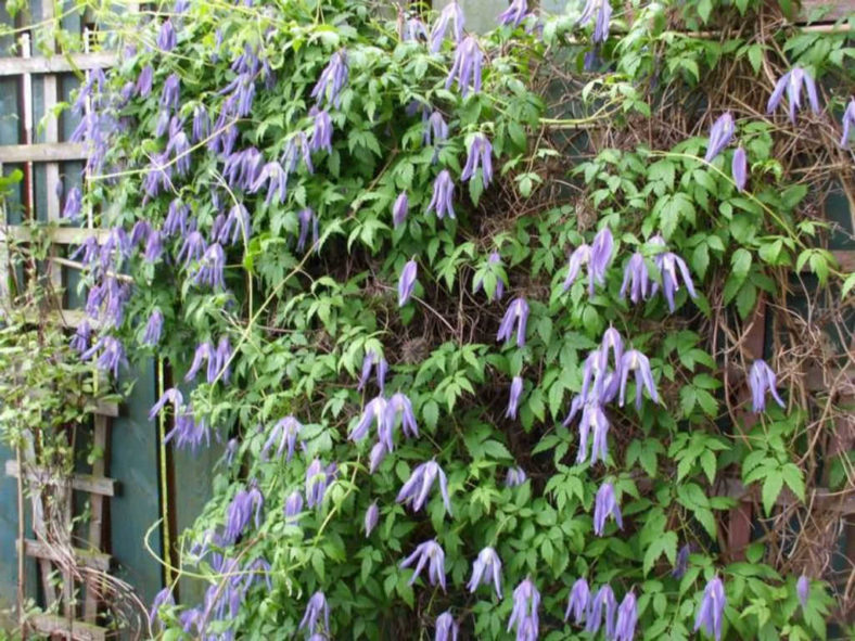 Clematis alpina - Alpine Clematis