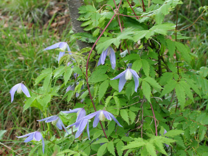 Clematis alpina - Alpine Clematis