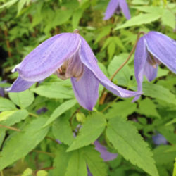 Clematis alpina - Alpine Clematis