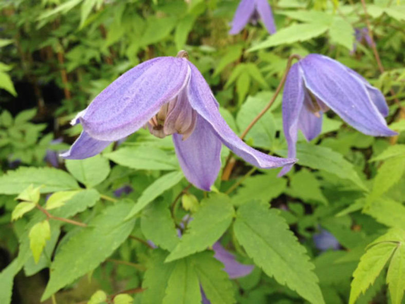 Clematis alpina - Alpine Clematis
