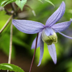 Clematis alpina - Alpine Clematis
