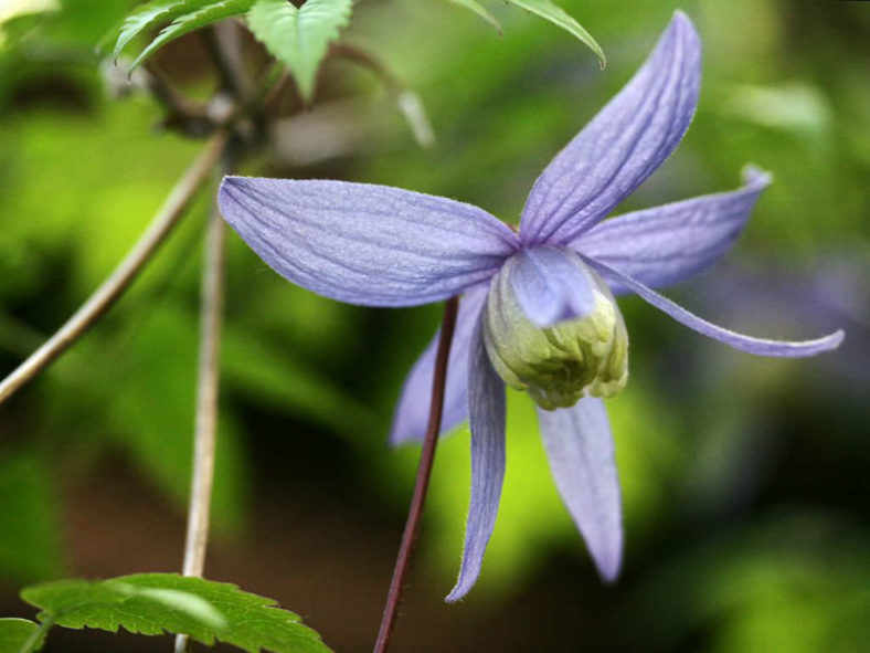 Clematis alpina - Alpine Clematis