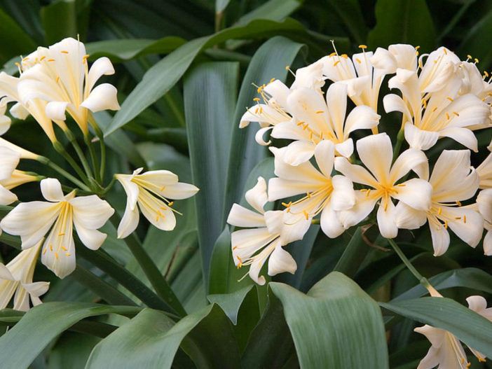 Clivia miniata var. citrina - Yellow Clivia