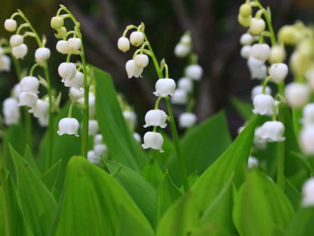 Convallaria keiskei (Asian Lily of the Valley) - World of Flowering Plants