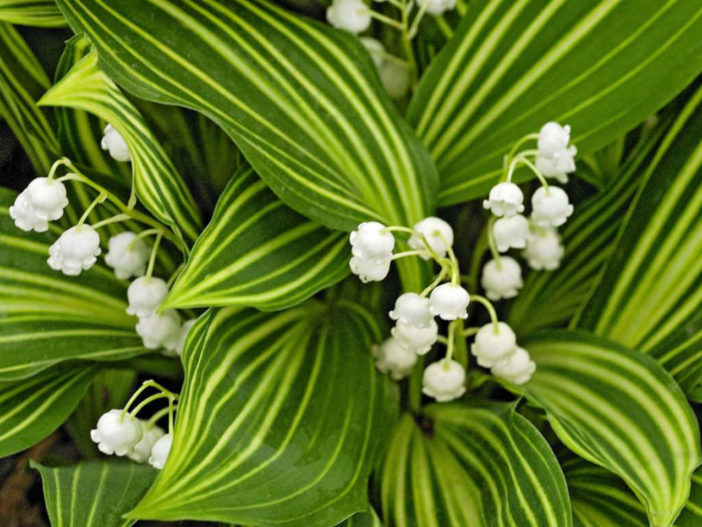 Convallaria majalis 'Albostriata' - Striped Lily of the Valley