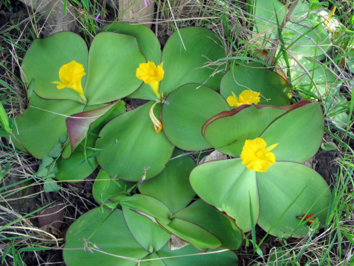 Costus spectabilis - Yellow Trumpet