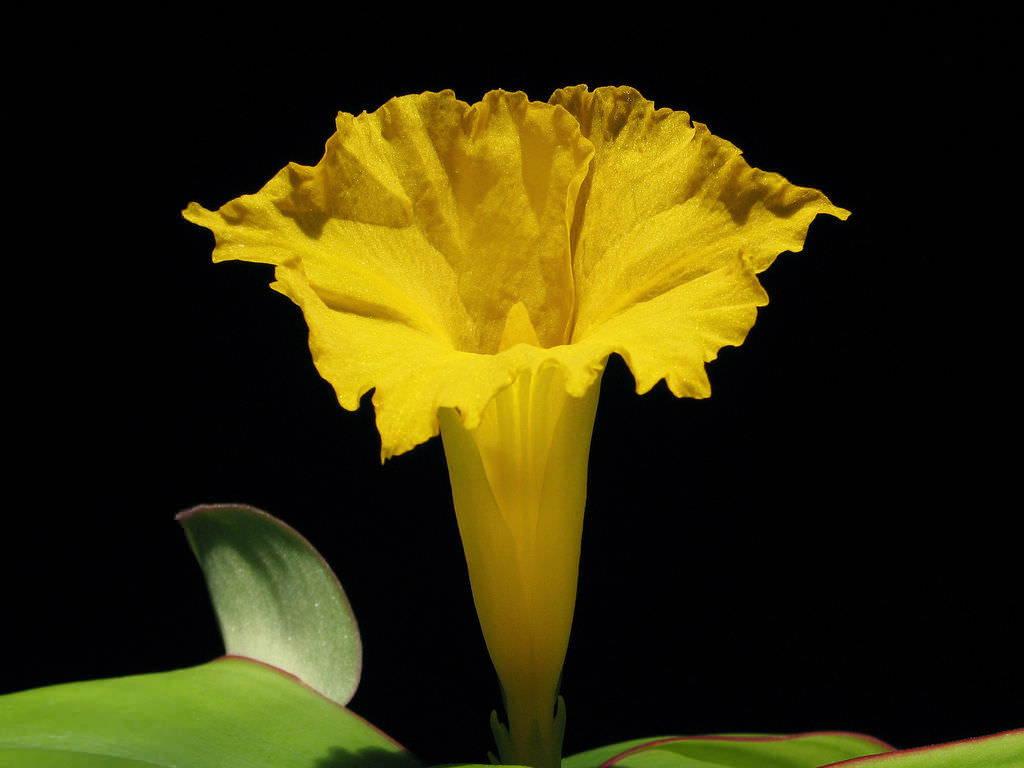 Costus spectabilis (Yellow Trumpet) - World of Flowering Plants