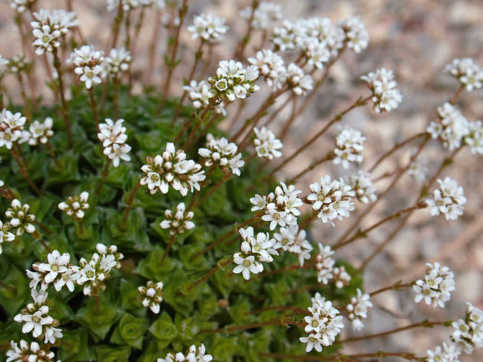 Crassula socialis - Ivory Towers