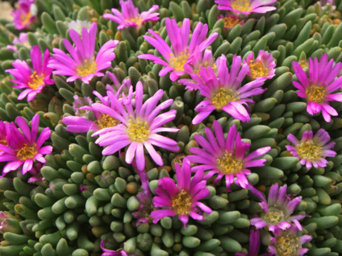 Delosperma sphalmanthoides - Tufted Ice Plant