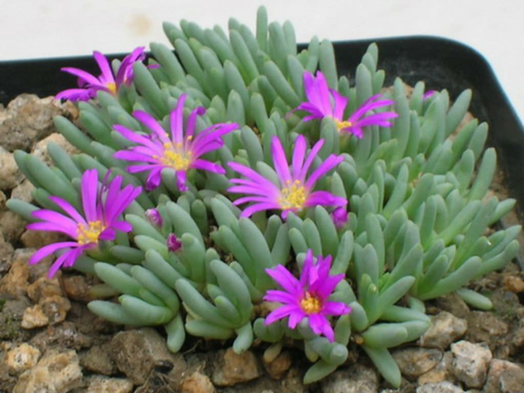 What is ice plant information