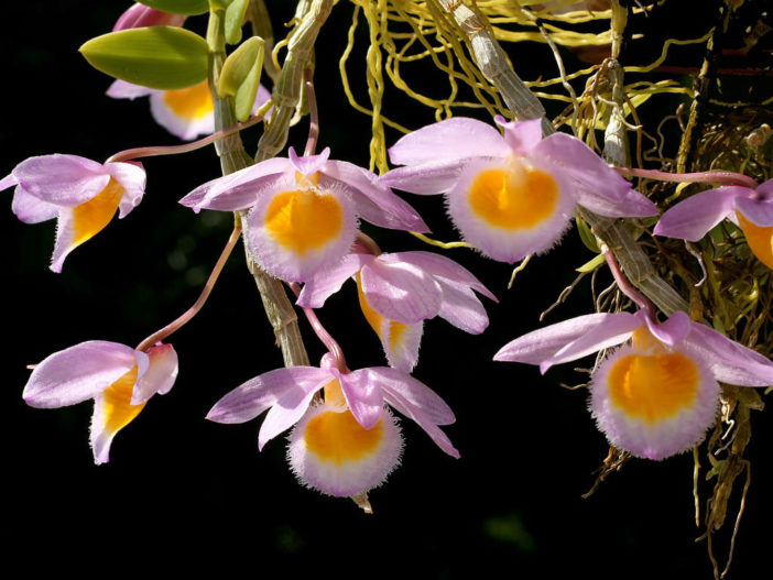 Dendrobium loddigesii (Loddiges' Dendrobium) | World of Flowering ...