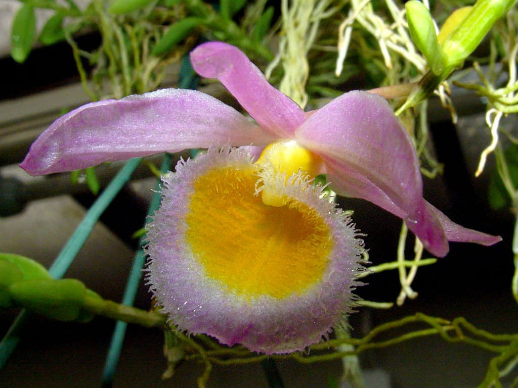 Orchid Orchidee Dendrobium loddigesii x sib FRAGRANT mounted K4 