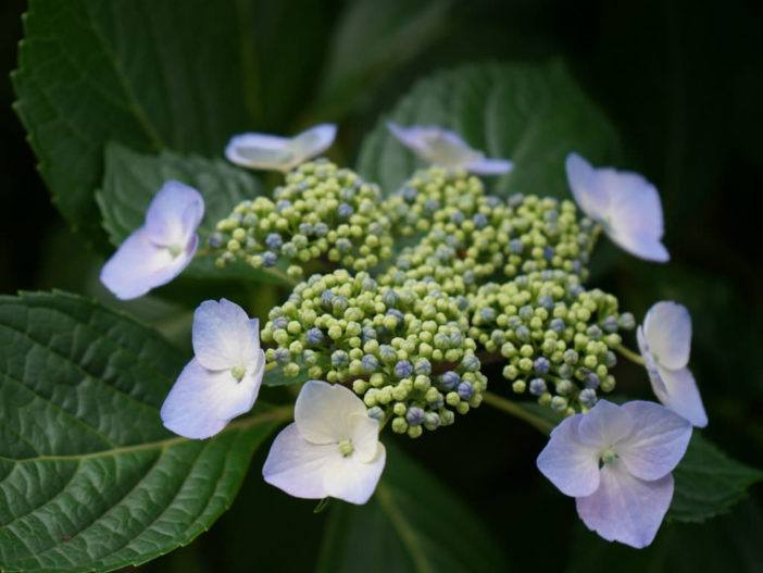 Hydrangea anomala - Japanese Climbing Hydrangea