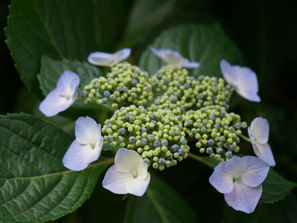 Hydrangea anomala (Japanese Climbing Hydrangea) - World of Flowering Plants