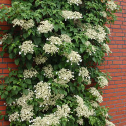 Hydrangea anomala (Japanese Climbing Hydrangea) - World of Flowering Plants