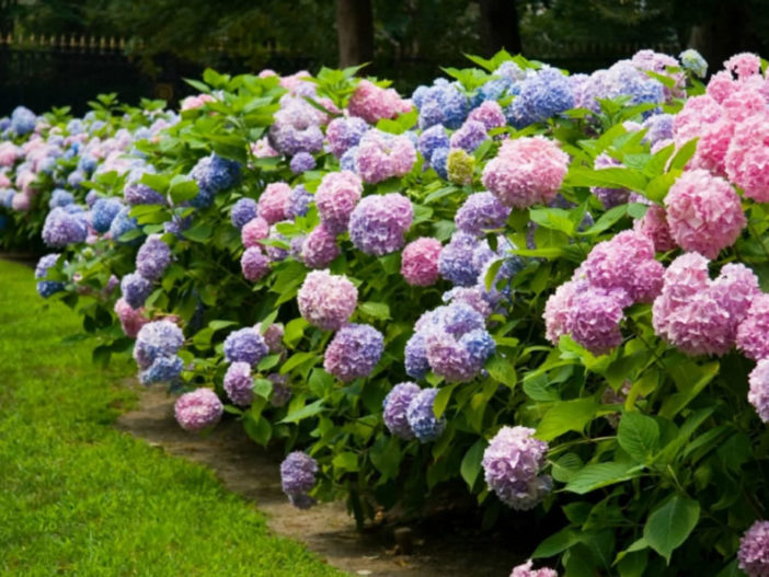 Hydrangeas care