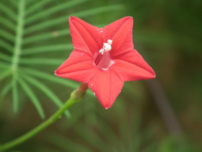 Ipomoea quamoclit - Cypress Vine