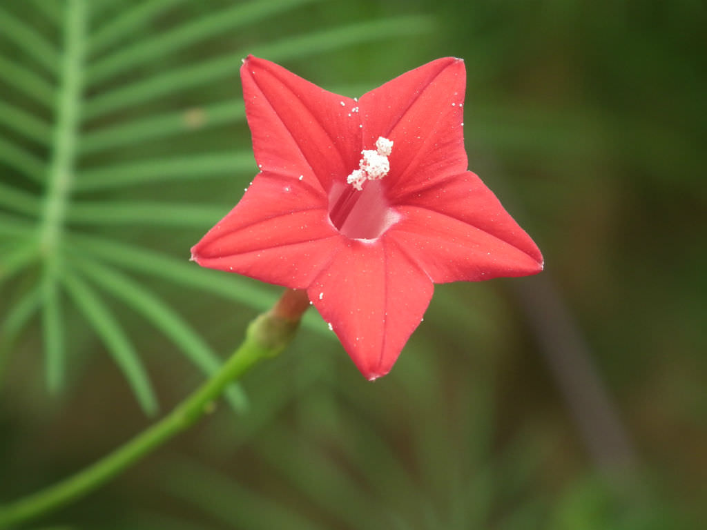 Ipomoea quamoclit (Cypress Vine) World of Flowering Plants