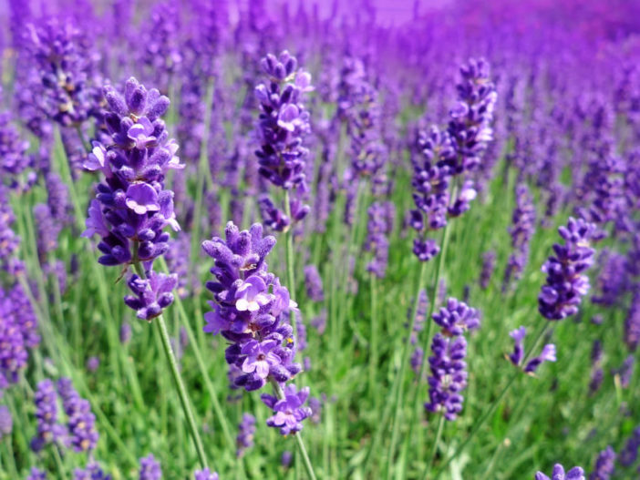 Lavandula Angustifolia English Lavender World Of Flowering Plants