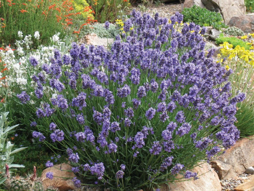 Lavandula Angustifolia English Lavender World Of Flowering Plants