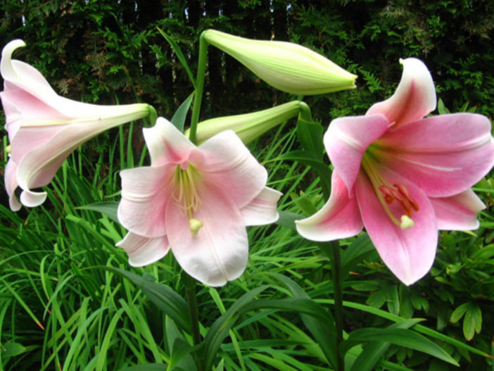 Lilium 'Pink Heaven' - Oriental Lily