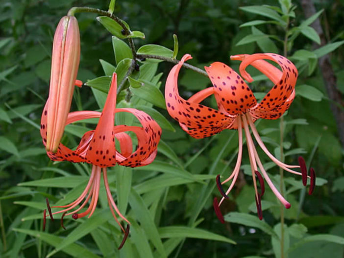 Lilium lancifolium - Tiger Lily