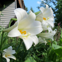 Lilium Longiflorum (Easter Lily) - World Of Flowering Plants